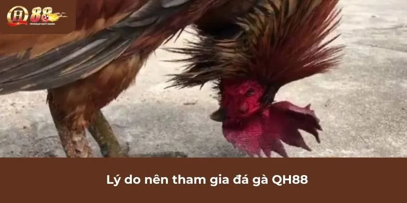 Lý do nên tham gia đá gà QH88