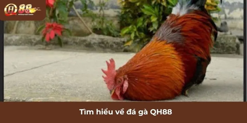 Tìm hiểu về đá gà QH88